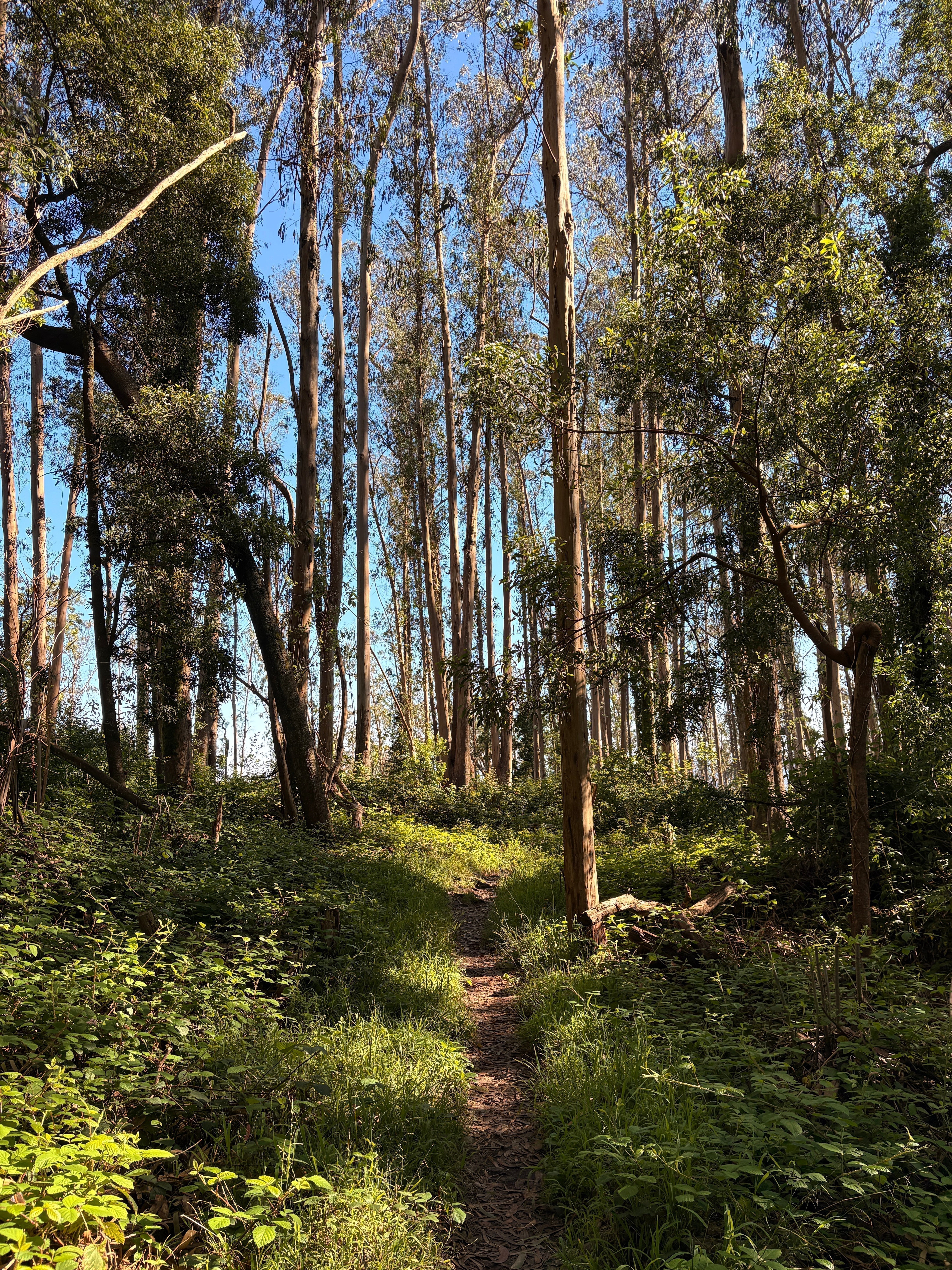 The Best MTB Ride in San Francisco